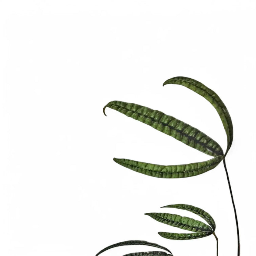 Anthurium cutucuense leaf close-up on white background.