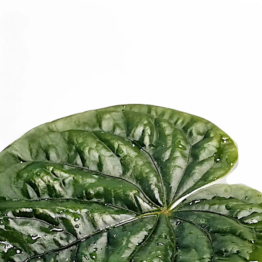 Anthurium debilis leaf close-up on white background.
