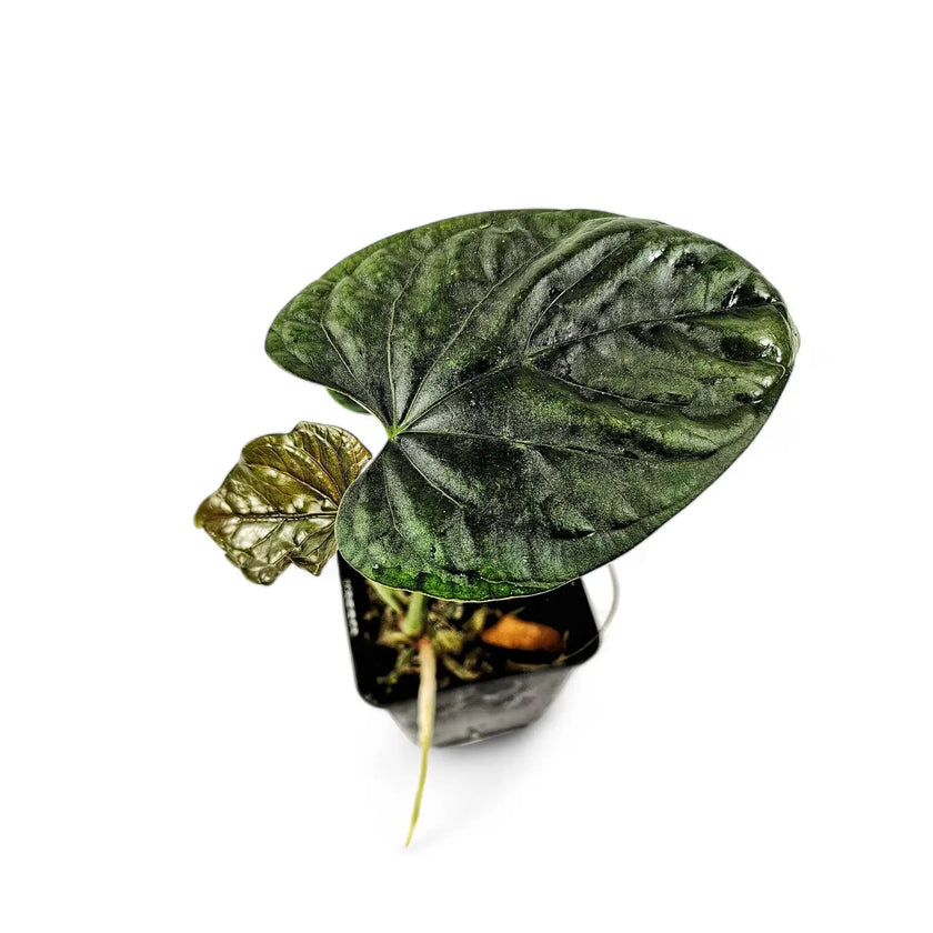 Anthurium debilis potted houseplant in nursery pot on white background, product photo 2.