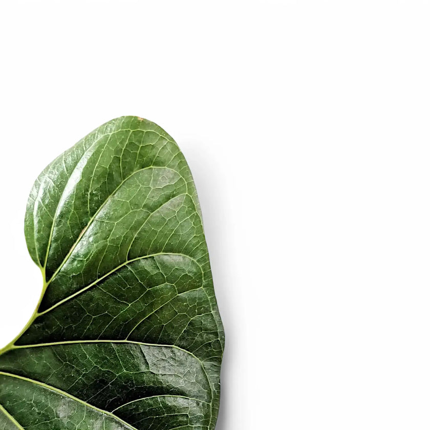 Anthurium decipens leaf close-up on white background.