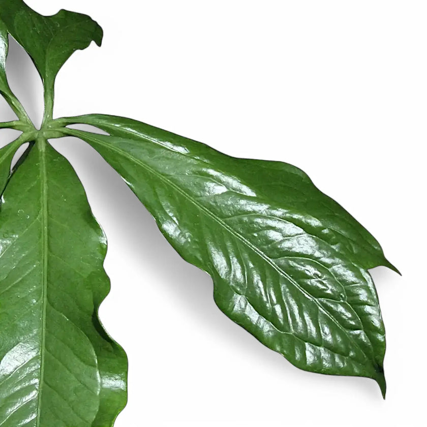 Anthurium digitatum leaf close-up on white background.