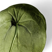 Anthurium forgetii – Blattdetail vor weißem Hintergrund..