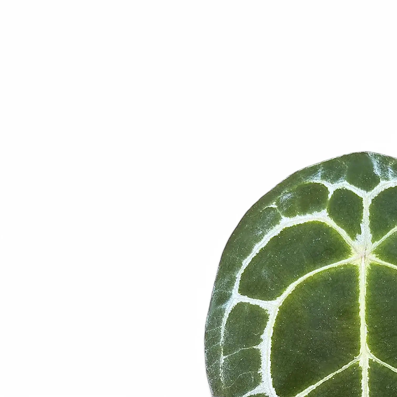 Anthurium forgetii 'Silver' – Blattdetail vor weißem Hintergrund..