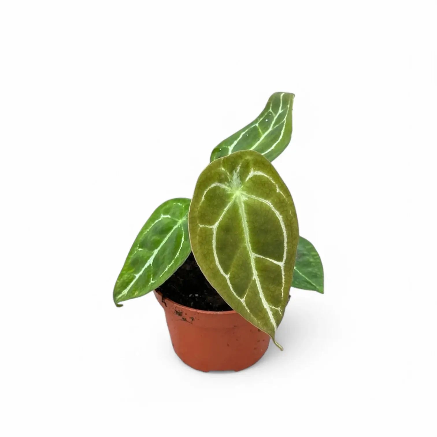 Anthurium forgetii 'Silver' Zimmerpflanze im Anzuchttopf vor weißem Hintergrund, Produktfoto 4.