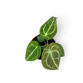 Anthurium forgetii 'Silver' Zimmerpflanze im Anzuchttopf vor weißem Hintergrund, Produktfoto 5.