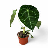 Anthurium forgetii 'Silver' Zimmerpflanze im Anzuchttopf vor weißem Hintergrund, Produktfoto 6.