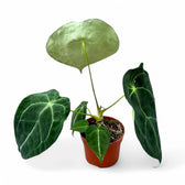 Anthurium forgetii 'Silver' Zimmerpflanze im Anzuchttopf vor weißem Hintergrund, Produktfoto 7.