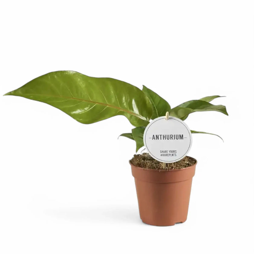 Anthurium hookeri potted houseplant in nursery pot on white background, product photo 2.