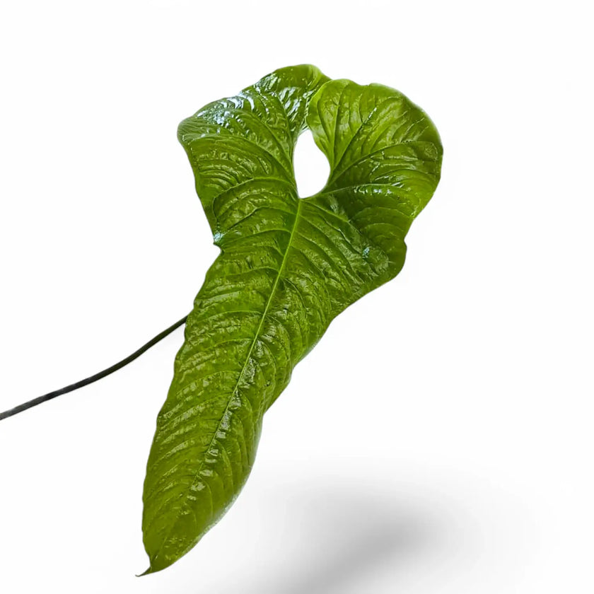Anthurium ivanportillae leaf close-up on white background.