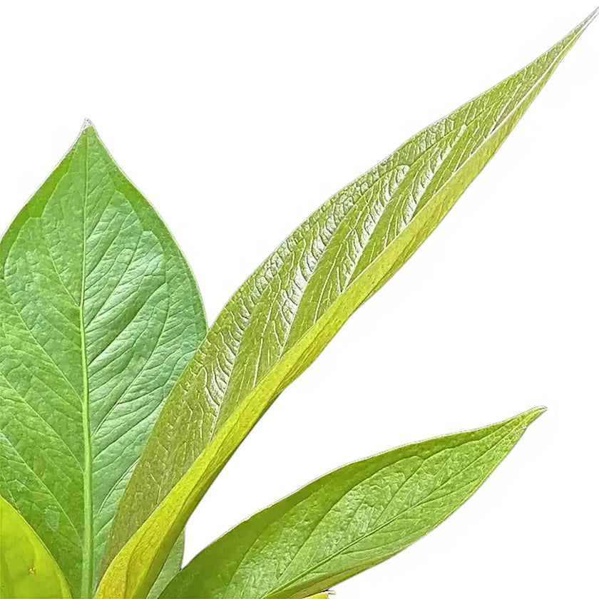 Anthurium jenmanii 'Green Jady' leaf close-up on white background.