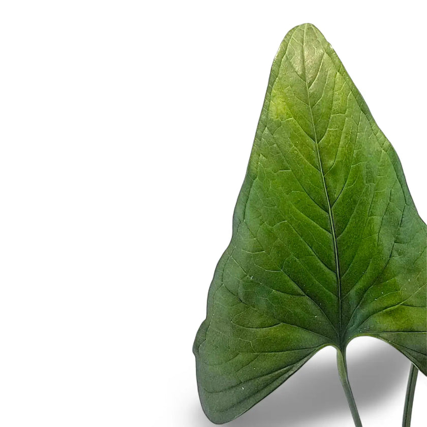 Anthurium lancea leaf close-up on white background.