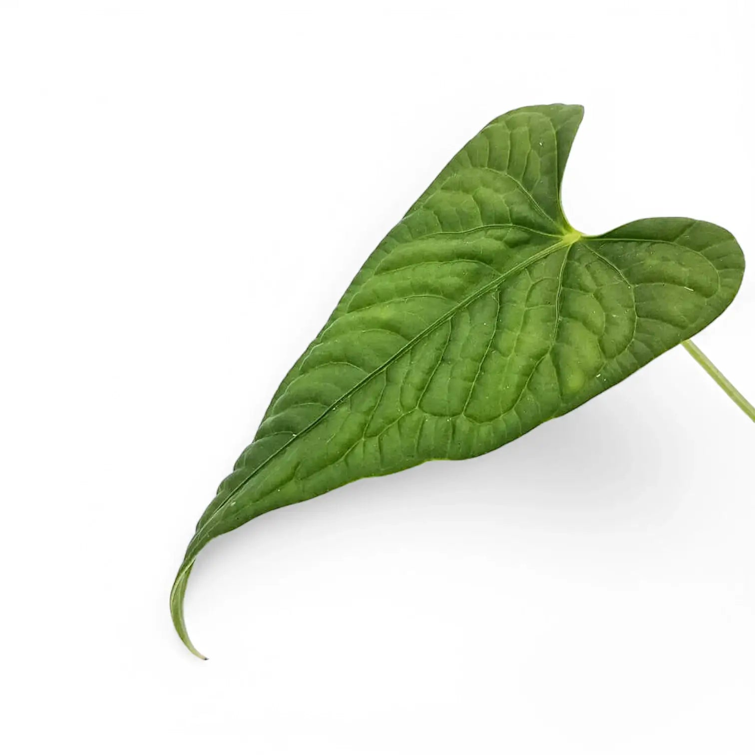 Anthurium lapoanum leaf close-up on white background.