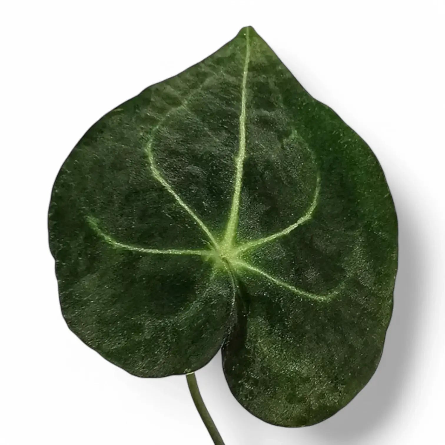 Anthurium leuconeurum leaf close-up on white background.