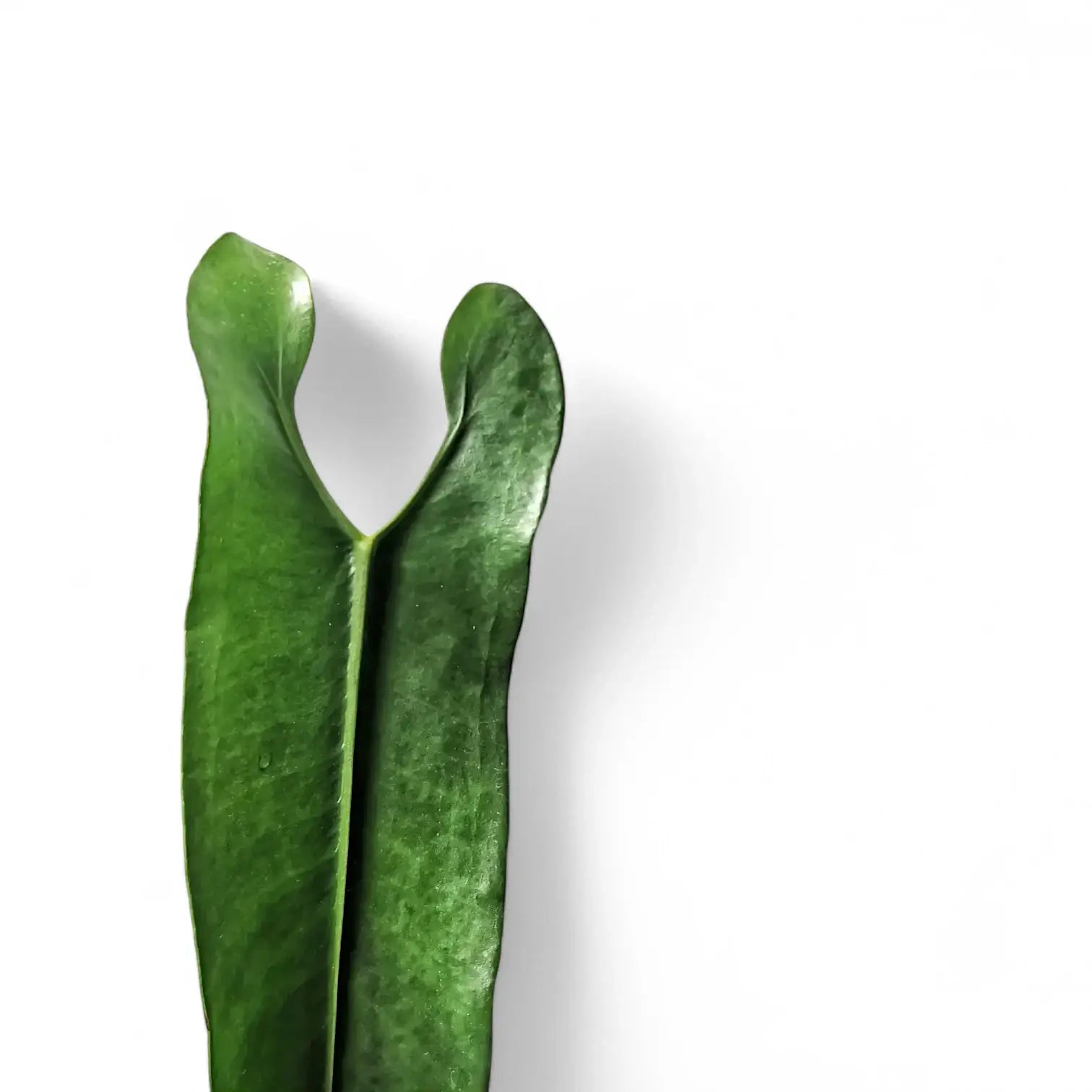 Anthurium longissimilobum – Blattdetail vor weißem Hintergrund..