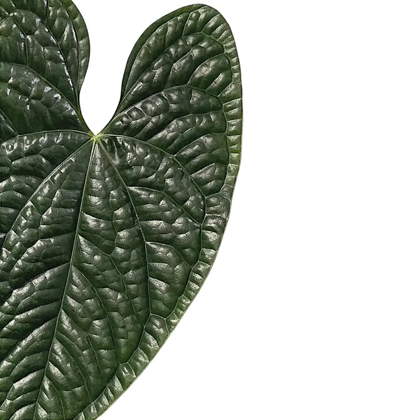 Anthurium luxurians – Blattdetail vor weißem Hintergrund..