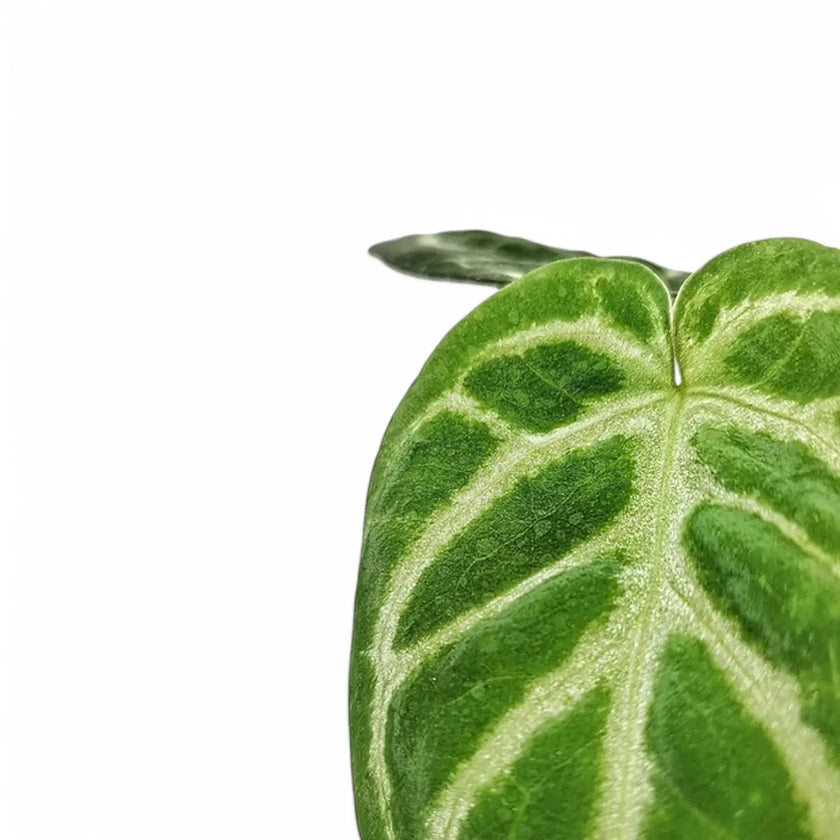Anthurium magnificum 'Silver' leaf close-up on white background.