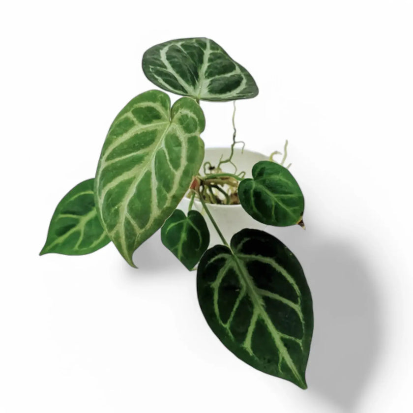 Anthurium magnificum 'Silver' potted houseplant in nursery pot on white background, product photo 2.