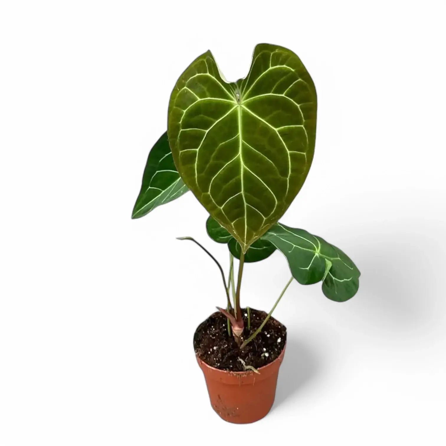 Anthurium magnificum x crystallinum potted houseplant in nursery pot on white background, product photo 2.