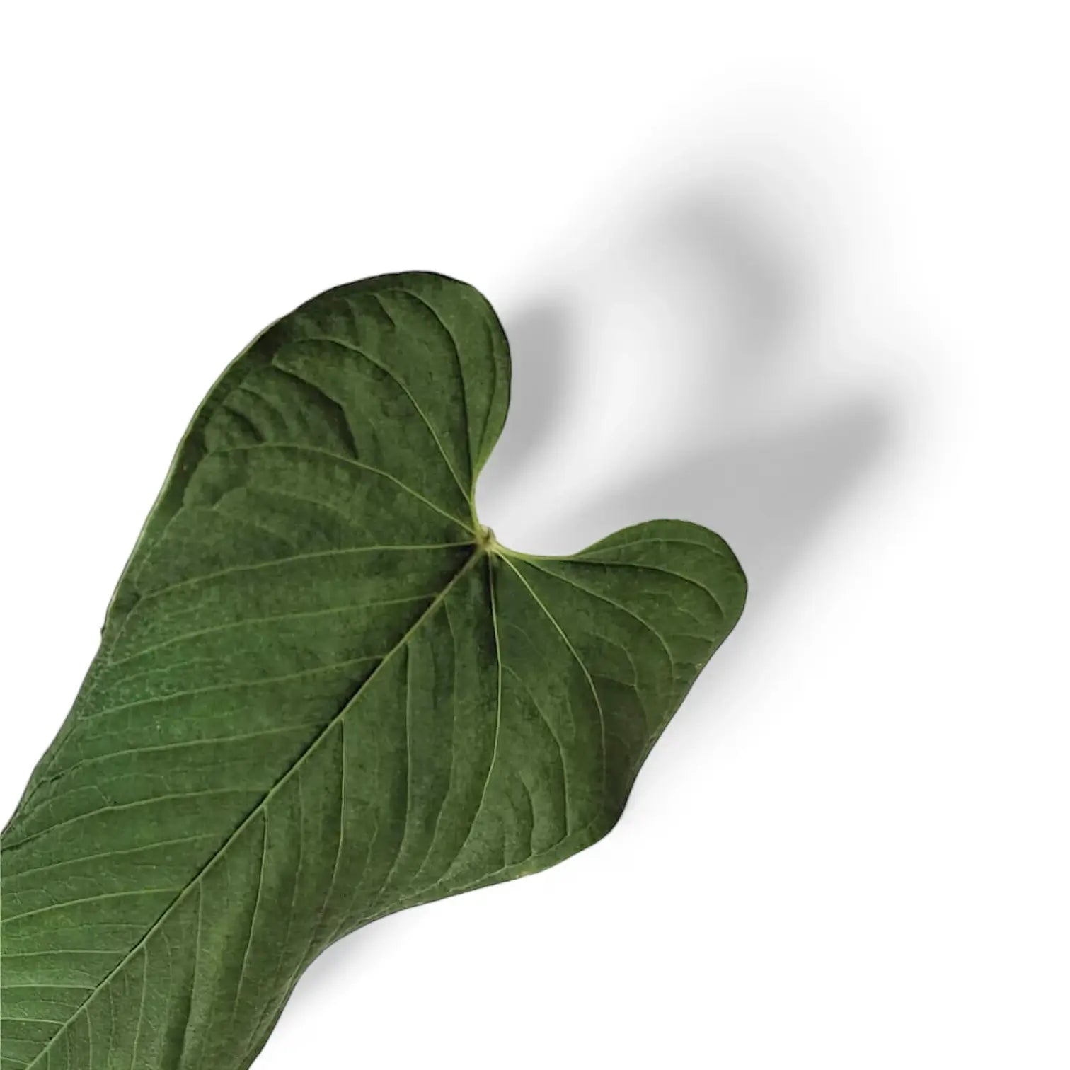 Anthurium marmoratum – Blattdetail vor weißem Hintergrund..