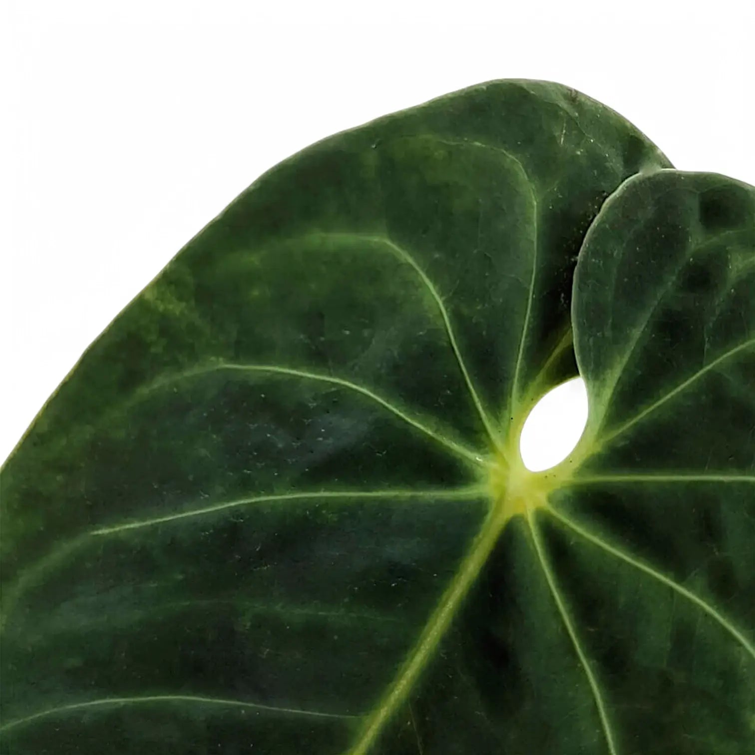 Anthurium metallicum – Blattdetail vor weißem Hintergrund..