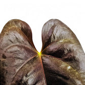 Anthurium moodeanum leaf close-up on white background.