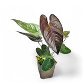 Anthurium moodeanum potted houseplant in nursery pot on white background, product photo 2.