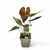 Anthurium moodeanum potted houseplant in nursery pot on white background, product photo 4.