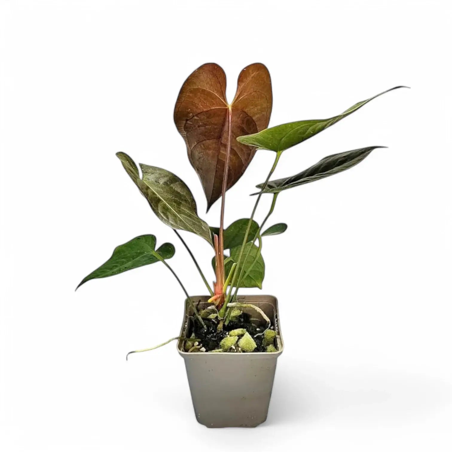 Anthurium moodeanum potted houseplant in nursery pot on white background, product photo 4.