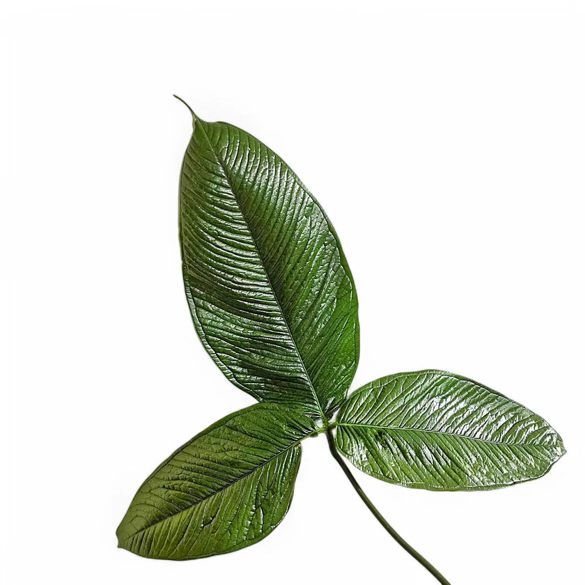 Anthurium moonenii leaf close-up on white background.