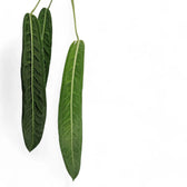 Anthurium pallidiflorum leaf close-up on white background.
