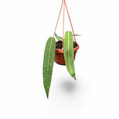 Anthurium pallidiflorum potted houseplant in nursery pot on white background, product photo 2.