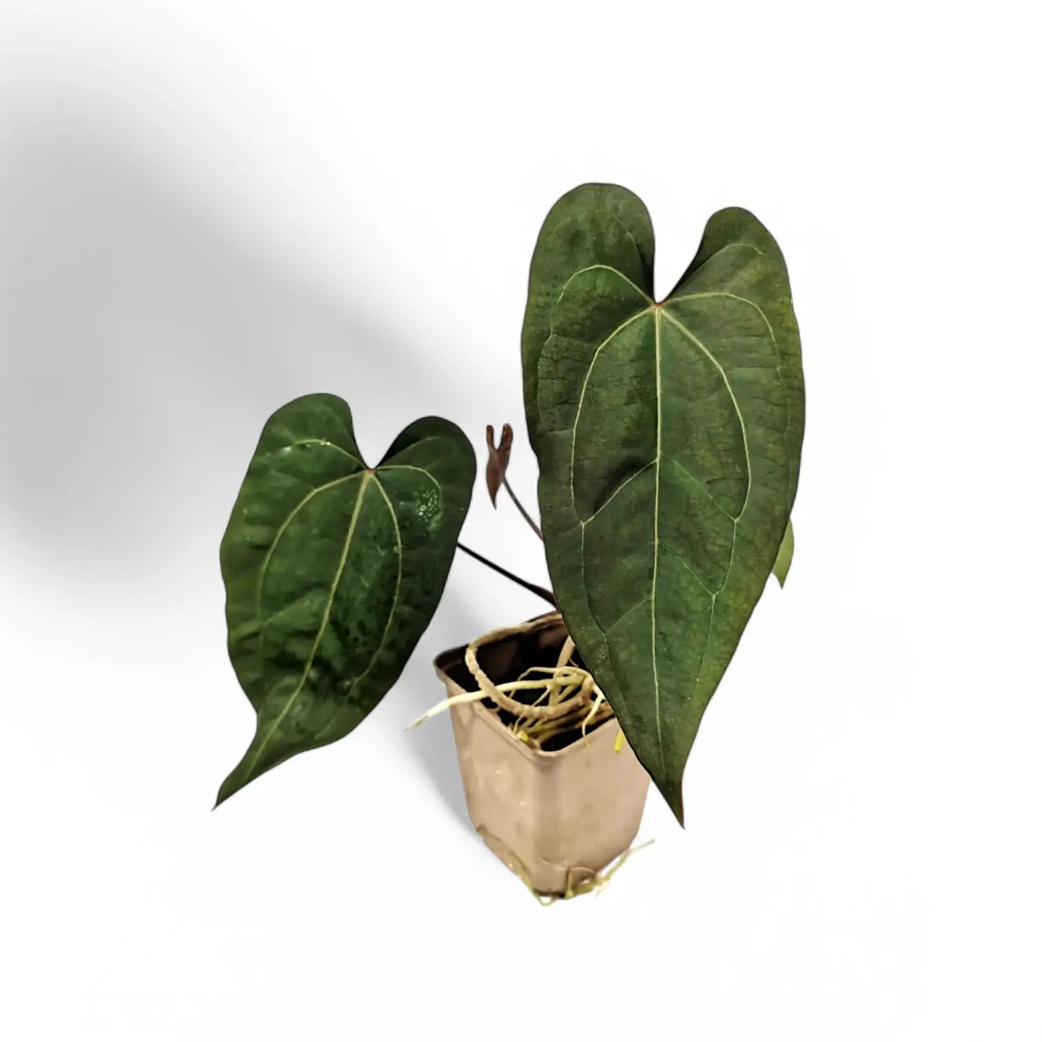 Anthurium papillilaminum x 'Ace of Spades' potted houseplant in nursery pot on white background, product photo 2.
