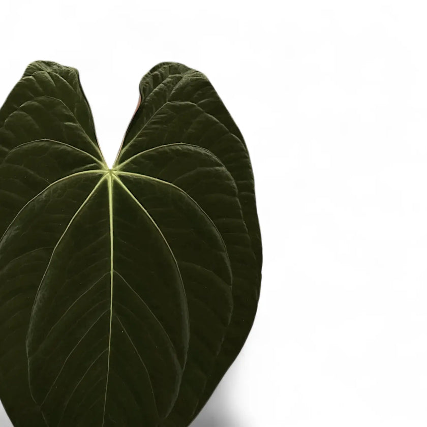 Anthurium papillilaminum × 'Dark Phoenix' leaf close-up on white background.