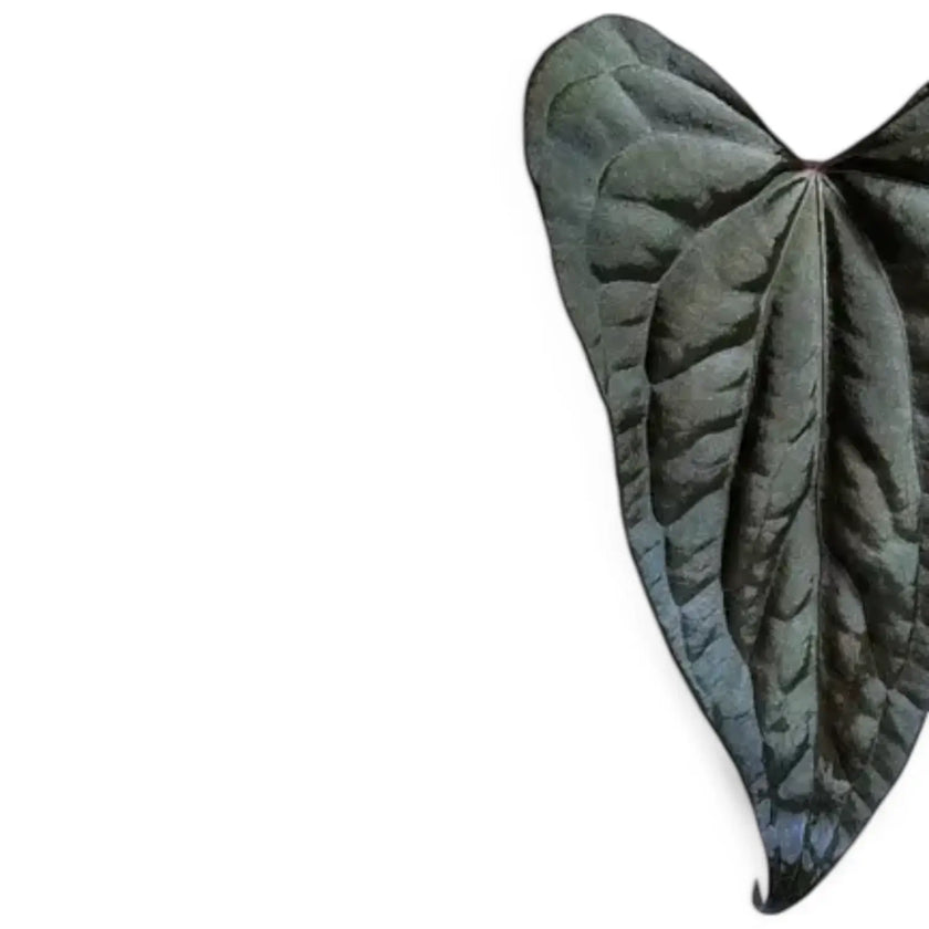 Anthurium papillilaminum x luxurians leaf close-up on white background.