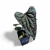 Anthurium papillilaminum x luxurians potted houseplant in nursery pot on white background, product photo 2.