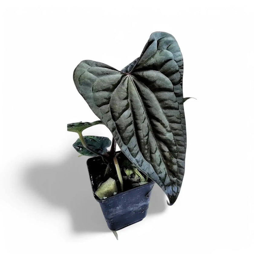 Anthurium papillilaminum x luxurians potted houseplant in nursery pot on white background, product photo 2.