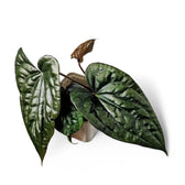 Anthurium papillilaminum x luxurians potted houseplant in nursery pot on white background, product photo 3.