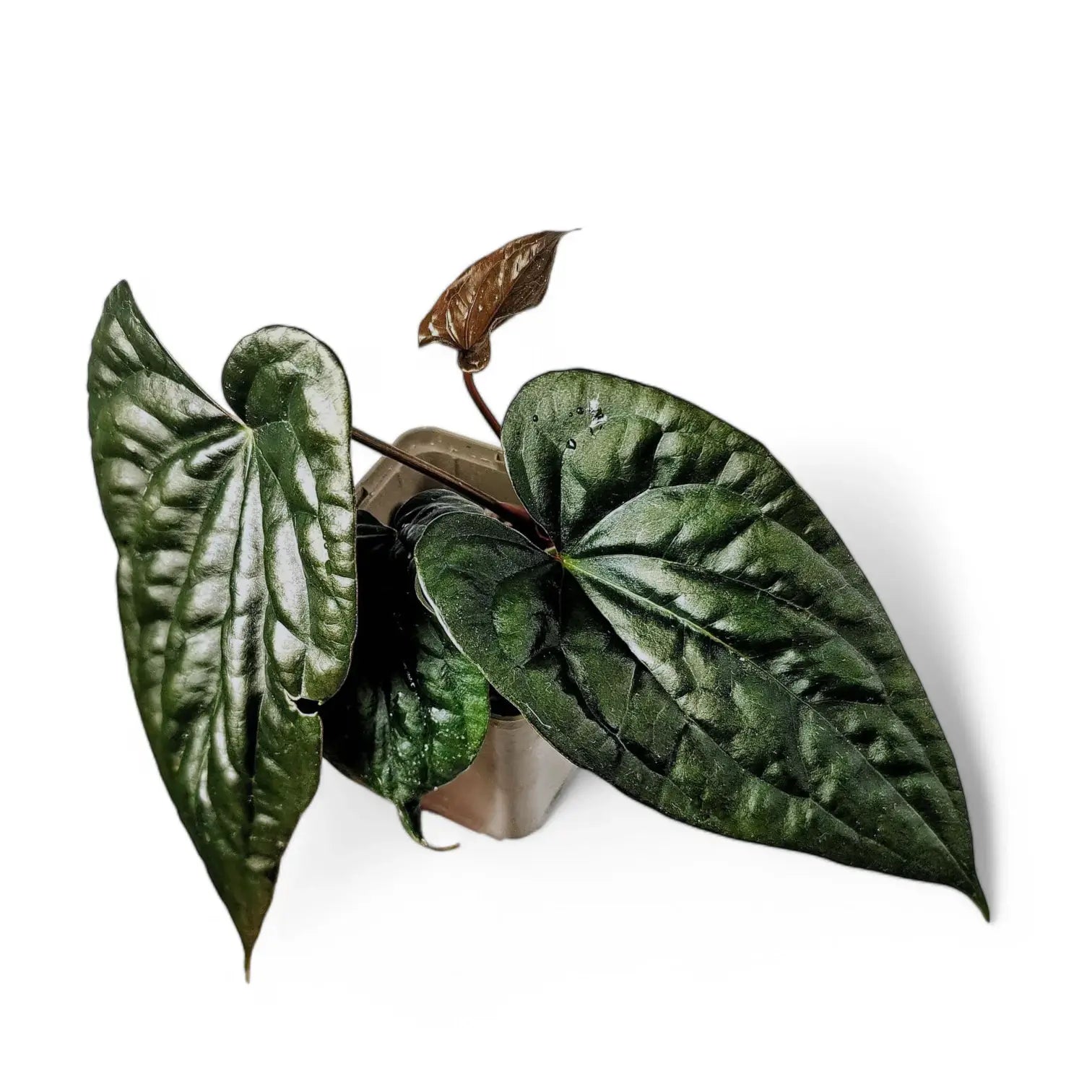 Anthurium papillilaminum x luxurians potted houseplant in nursery pot on white background, product photo 3.