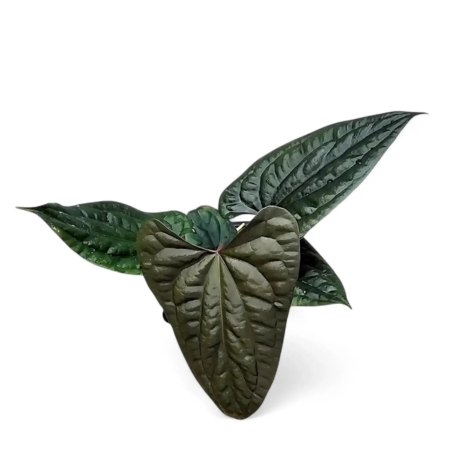 Anthurium papillilaminum x luxurians potted houseplant in nursery pot on white background, product photo 4.