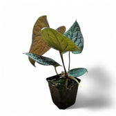 Anthurium papillilaminum x luxurians potted houseplant in nursery pot on white background, product photo 6.