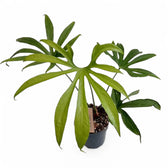 Anthurium pedatoradiatum ('Fingers') Zimmerpflanze im Anzuchttopf vor weißem Hintergrund, Produktfoto 2.