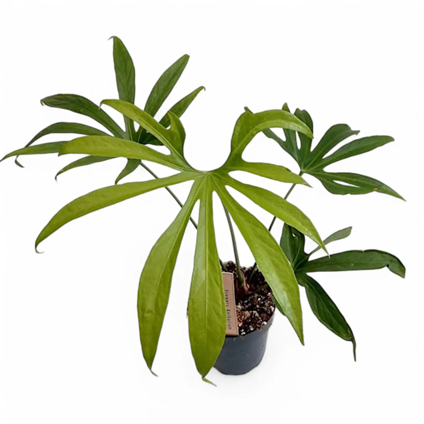 Anthurium pedatoradiatum ('Fingers') potted houseplant in nursery pot on white background, product photo 2.
