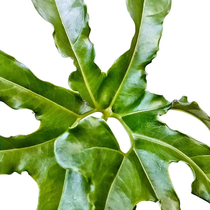 Anthurium pedatum leaf close-up on white background.
