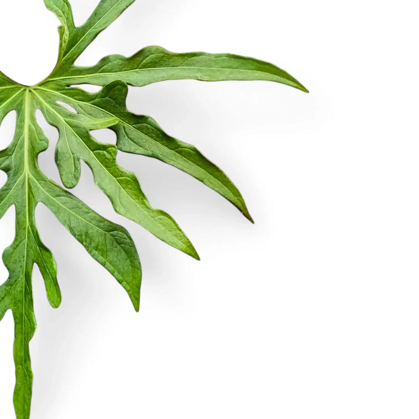 Anthurium podophyllum leaf close-up on white background.