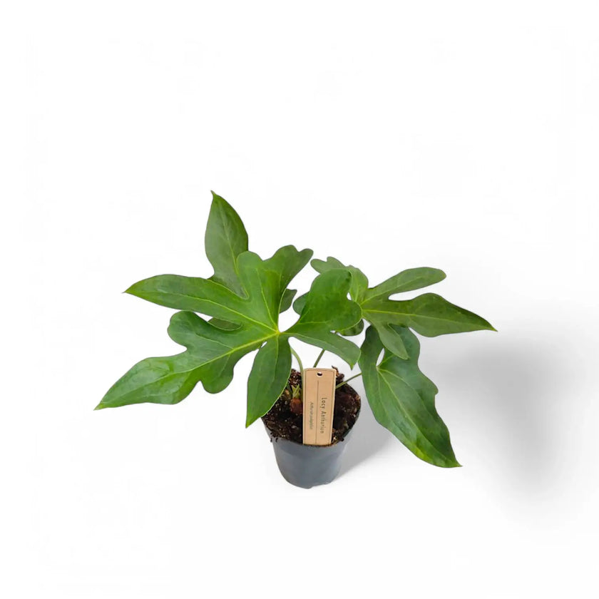Anthurium podophyllum potted houseplant in nursery pot on white background, product photo 2.
