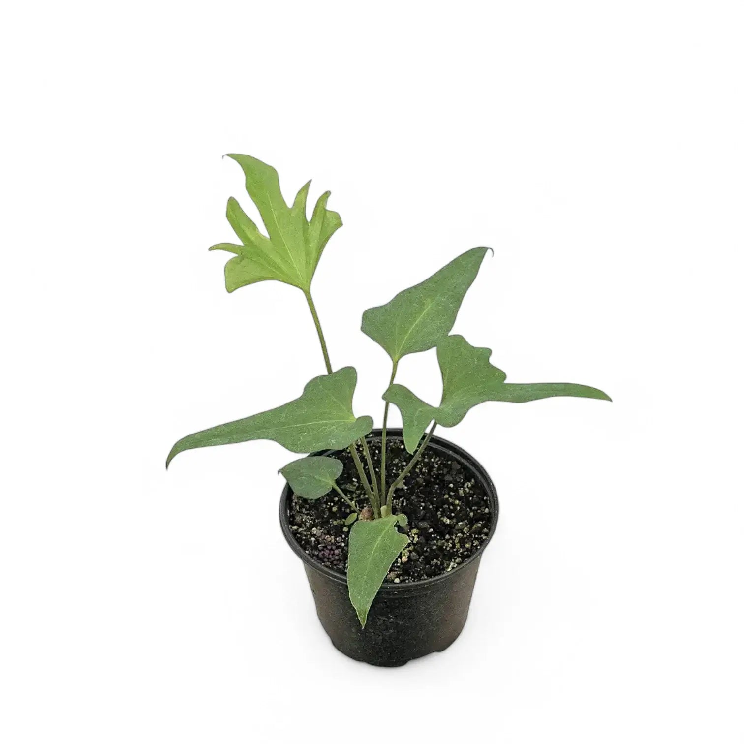 Anthurium podophyllum potted houseplant in nursery pot on white background, product photo 3.