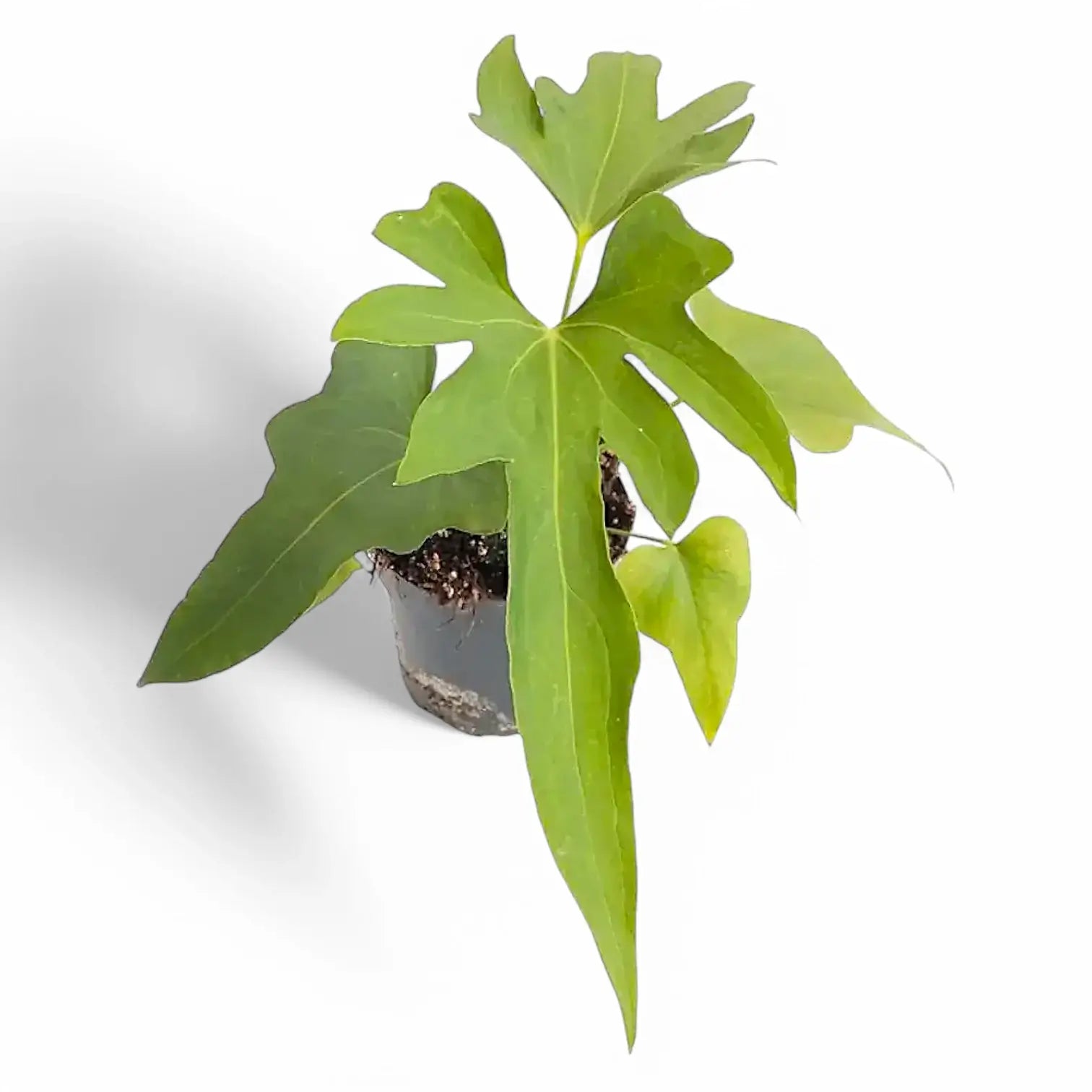 Anthurium podophyllum potted houseplant in nursery pot on white background, product photo 4.