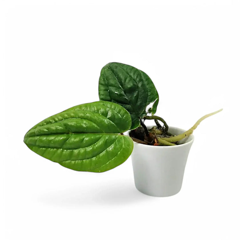 Anthurium radicans potted houseplant in nursery pot on white background, product photo 2.