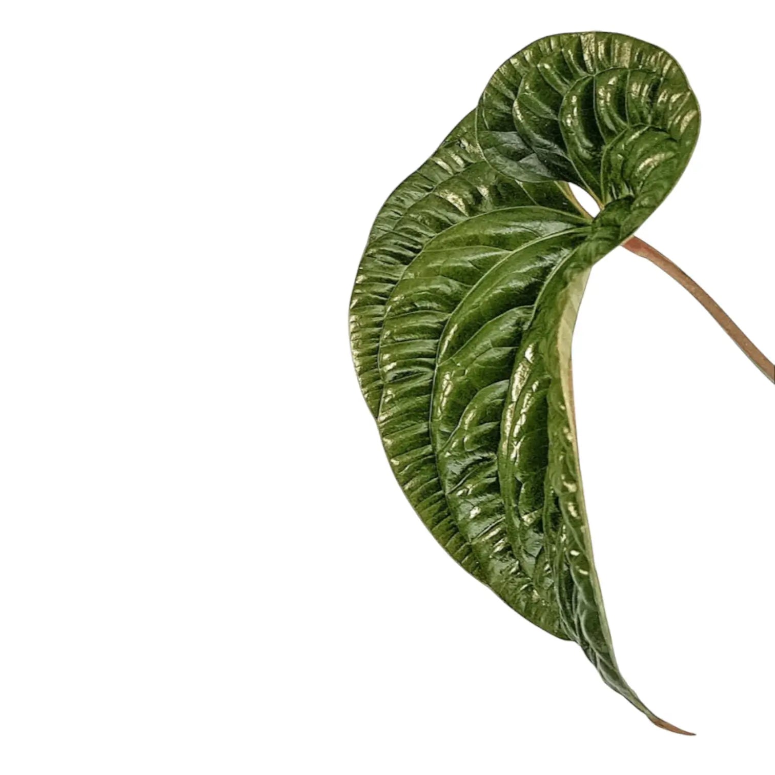 Anthurium radicans x luxurians – Blattdetail vor weißem Hintergrund..