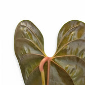 Anthurium recavum – Blattdetail vor weißem Hintergrund..